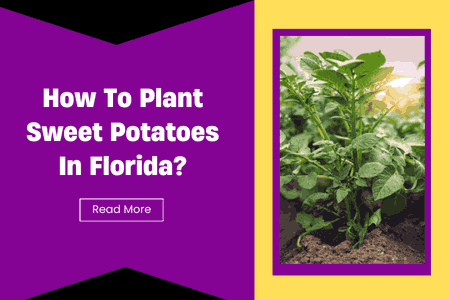 How To Plant Sweet Potatoes In Florida