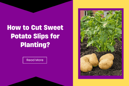How to Cut Sweet Potato Slips for Planting?