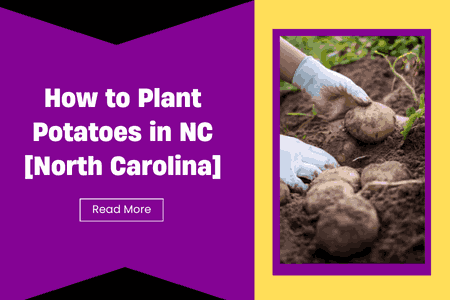 How to Plant Potatoes in NC [North Carolina]