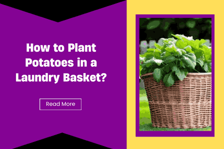 How to Plant Potatoes in a Laundry Basket?