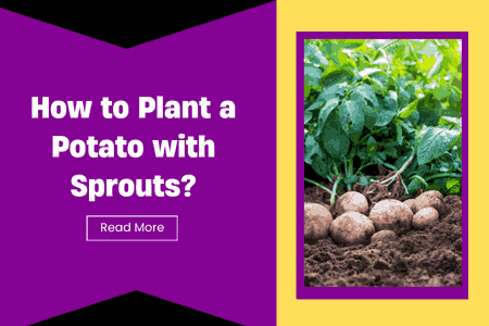 How to Plant a Potato with Sprouts?