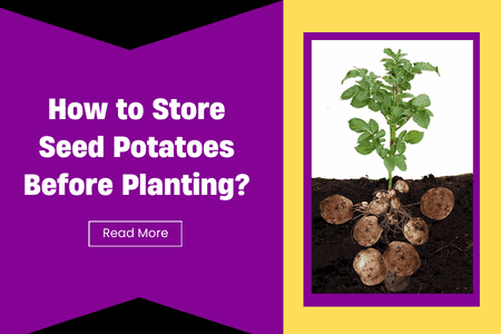 How to Store Seed Potatoes Before Planting