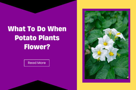 What To Do When Potato Plants Flower