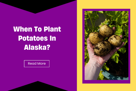 When To Plant Potatoes In Alaska